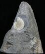 Promicroceras Ammonite - Dorset, England #30715-1